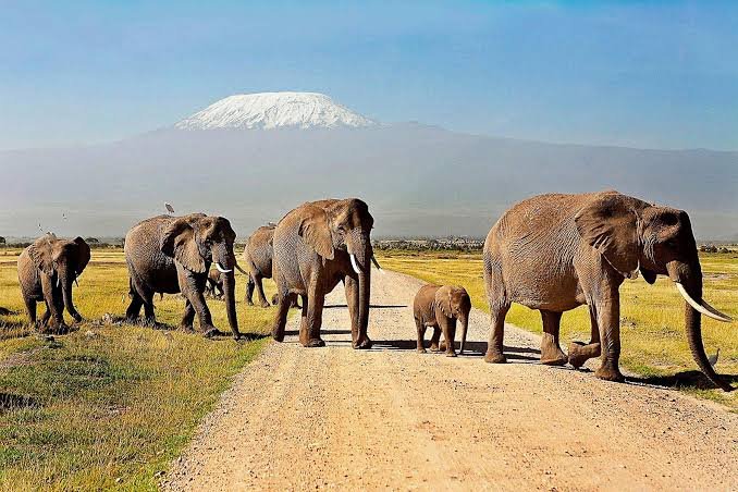 AmboseliNationalParkNaturalWorldKenyaSafaris 